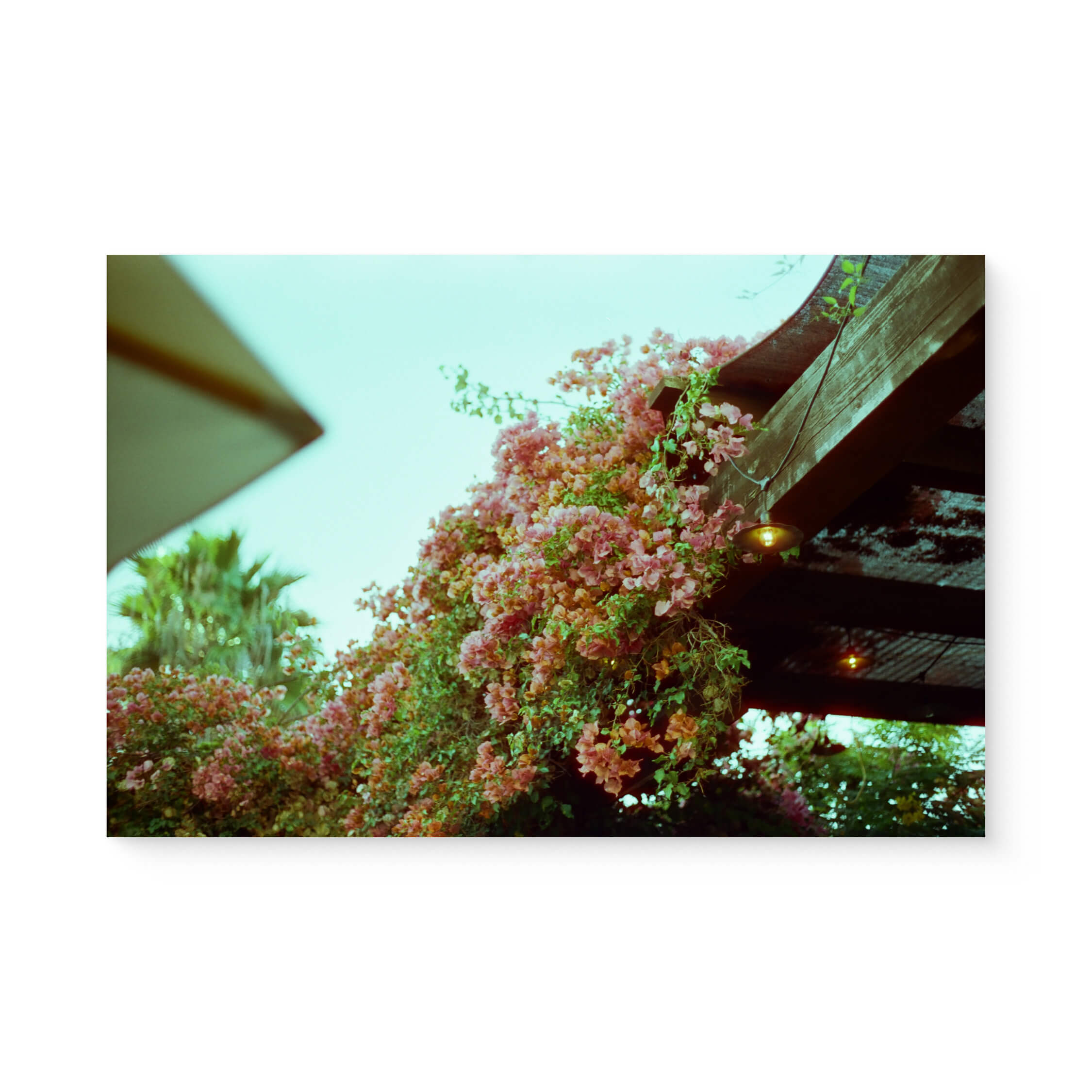 "Pink Flowers From a Honeymoon" - 35mm 5x7" Photo